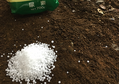 尿素肥料の効果と使用方法 硫安との違いとは 施設園芸 Com