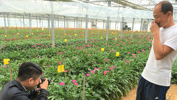 ガーベラ生産量日本１位の浜松市 部会長が挑戦する新しいガーベラ栽培の形 施設園芸 Com