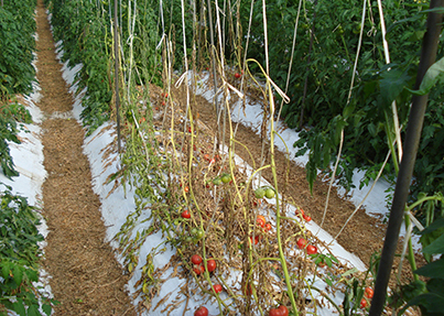 トマト栽培者必見 葉っぱから分かる病気の種類と対策 写真付き 施設園芸 Com