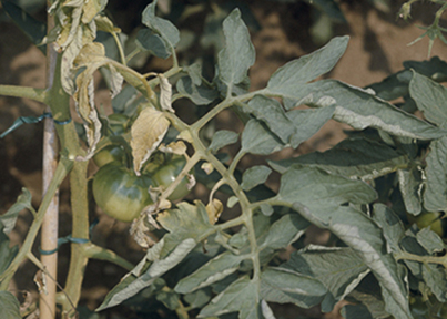 トマト栽培者必見 葉っぱから分かる病気の種類と対策 写真付き 施設園芸 Com