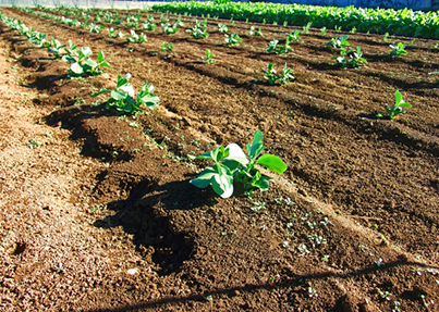 線虫 センチュウ 駆除に土壌消毒とマリーゴールド 防除と対策方法 施設園芸 Com