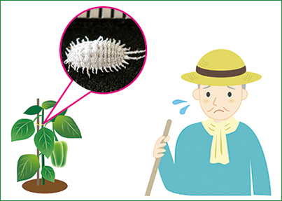 コナカイガラムシの駆除 殺虫剤が効かないときの対策方法とは 施設園芸 Com