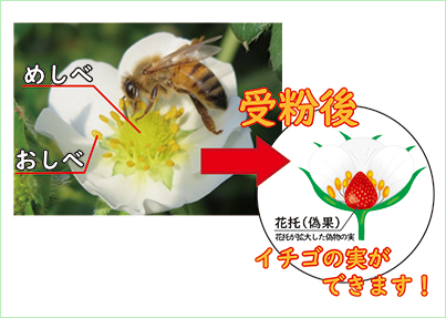 ミツバチがうまく働くコツと管理方法を公開 イチゴの成功は受粉で決まる 施設園芸 Com