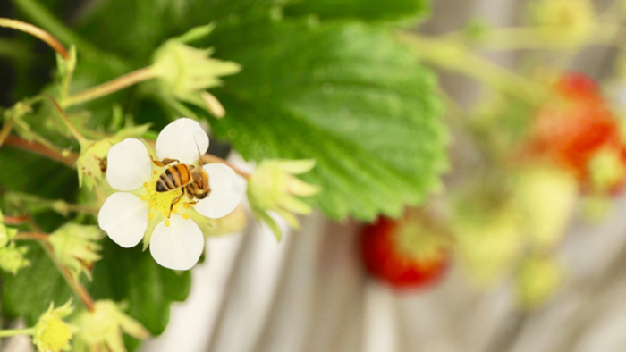 ミツバチがうまく働くコツと管理方法を公開 イチゴの成功は受粉で決まる 施設園芸 Com