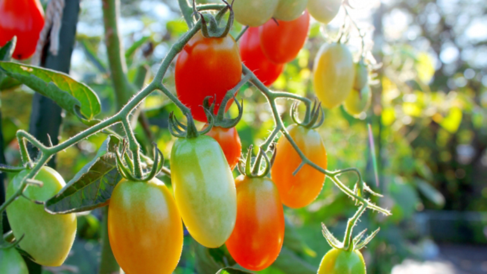 トマト栽培 初級編 品種や種類の選び方と失敗しない栽培方法 施設園芸 Com