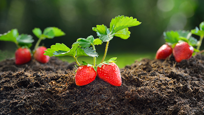 イチゴ栽培方法 初心者におすすめの肥料や追肥時期を知ろう 施設園芸 Com