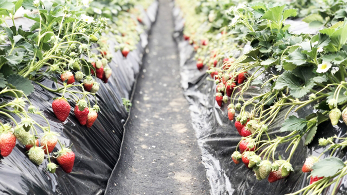 イチゴの栽培方法と育て方 水耕栽培と土耕栽培どっちがいいの 施設園芸 Com