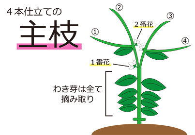 シシトウの栽培方法と育て方 支柱作りやわき芽処理のコツ 施設園芸 Com