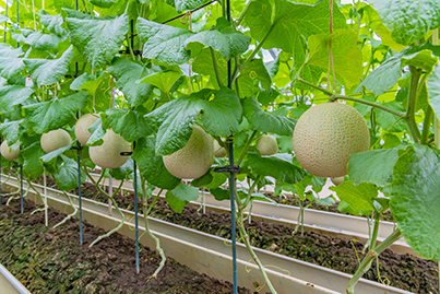 メロン栽培の方法 ハウスでの定植 収穫まで おすすめ品種は 施設園芸 Com