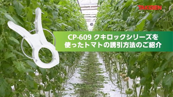 トマト誘引クリップ「クキロックシリーズ」CP609／タキゲン製造（株