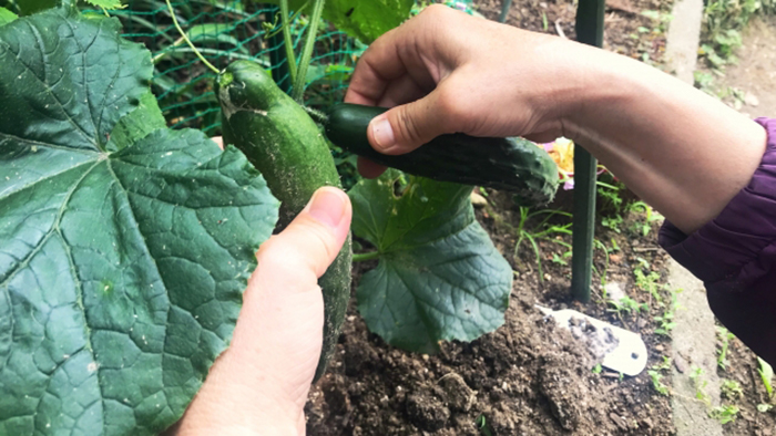 きゅうり栽培農家必見 品質の良いきゅうりを育てるための５つの方法 施設園芸 Com