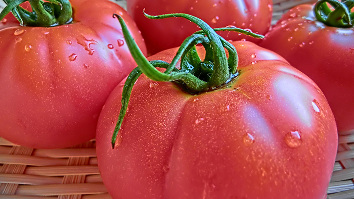 トマトの病気対策は品種選びから 病害虫に強い品種とは 施設園芸 Com