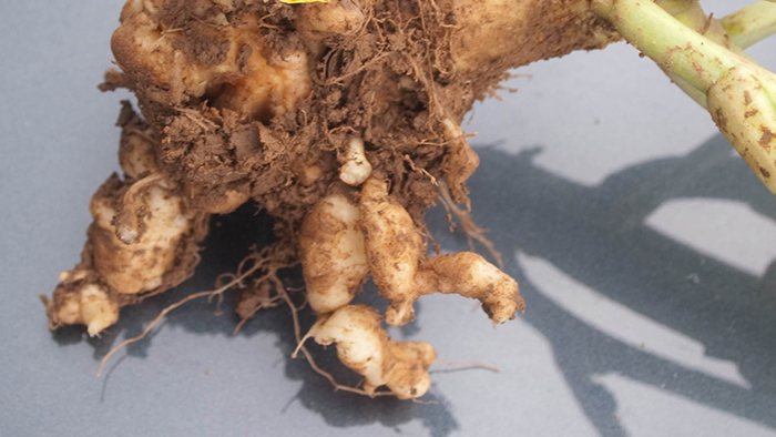 根こぶ病の原因は 効果的な土壌消毒の方法と農薬の使い方 施設園芸 Com